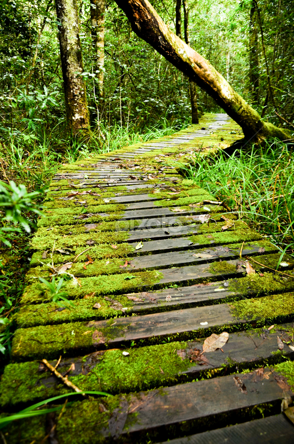 The Green Path by Danie Grundling - Landscapes Forests