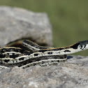 Blackneck Garter snake