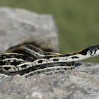Blackneck Garter snake