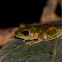 Frilled Tree Frog