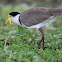 Masked Lapwing (Masked Plover)