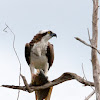 Osprey (male)