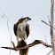 Osprey (male)