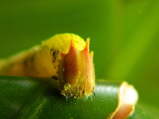 Opsiphanes caterpillar
