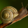 Grove Snail