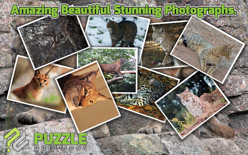 Lastest Wild Cats Puzzle Games APK for Android