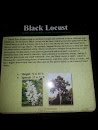 Black Locust Plaque