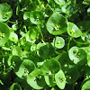 Miners Lettuce