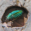 Metallic Wood-Boring Beetle