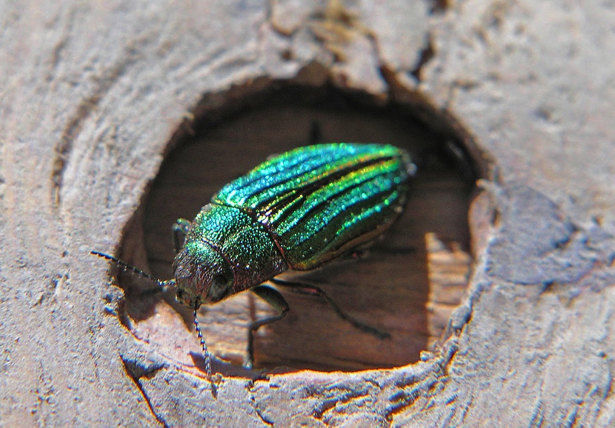 Metallic Wood-Boring Beetle