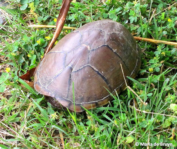 Eastern mud turtle | Project Noah