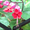 Red Bleeding Heart Vine