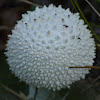 White Ball? (fungi)