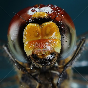 My face by Hindra Komara - Instagram & Mobile Instagram