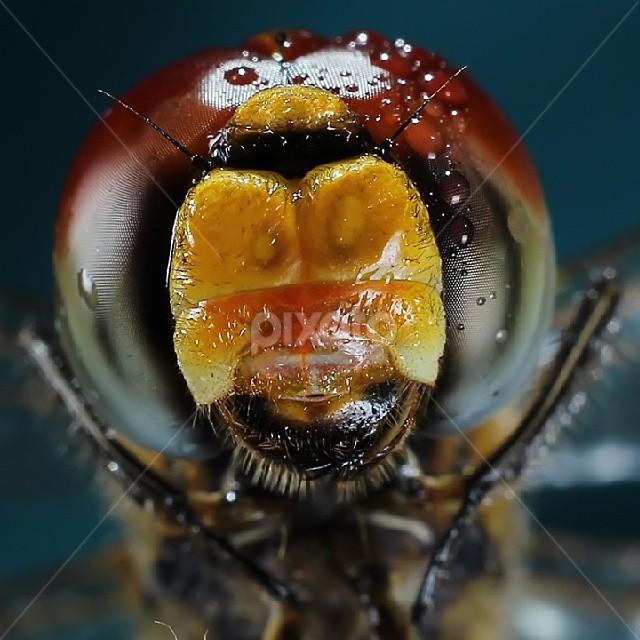 My face by Hindra Komara - Instagram & Mobile Instagram