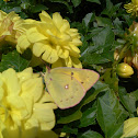 Pink-Edged Sulphur Butterfly