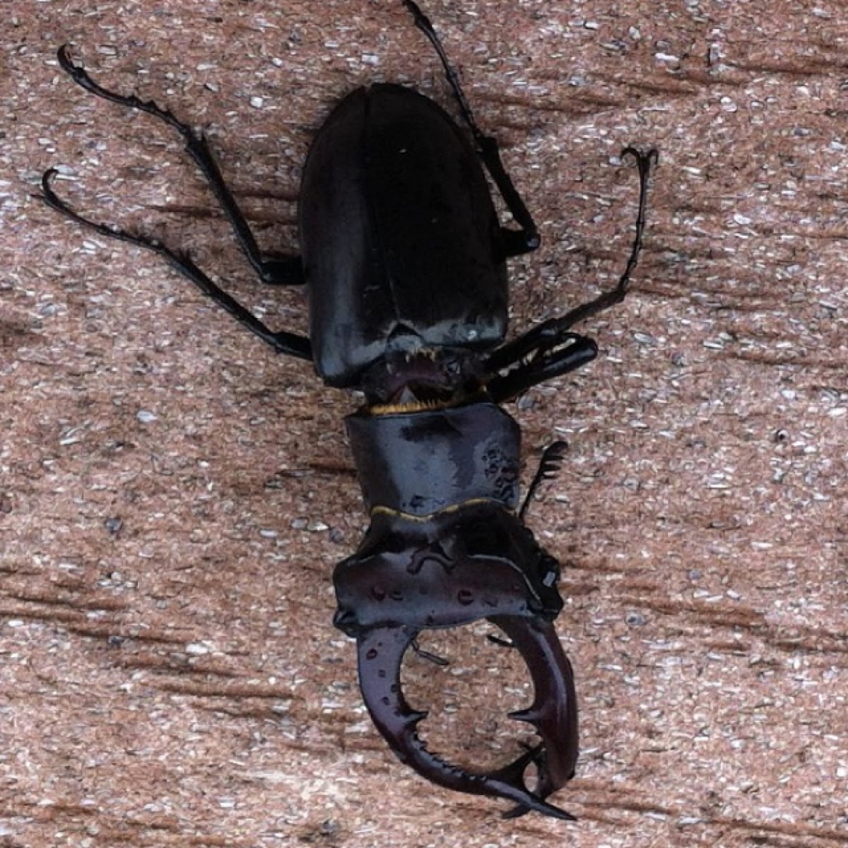 Giant Stag Beetle