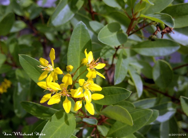 Shower of gold climber