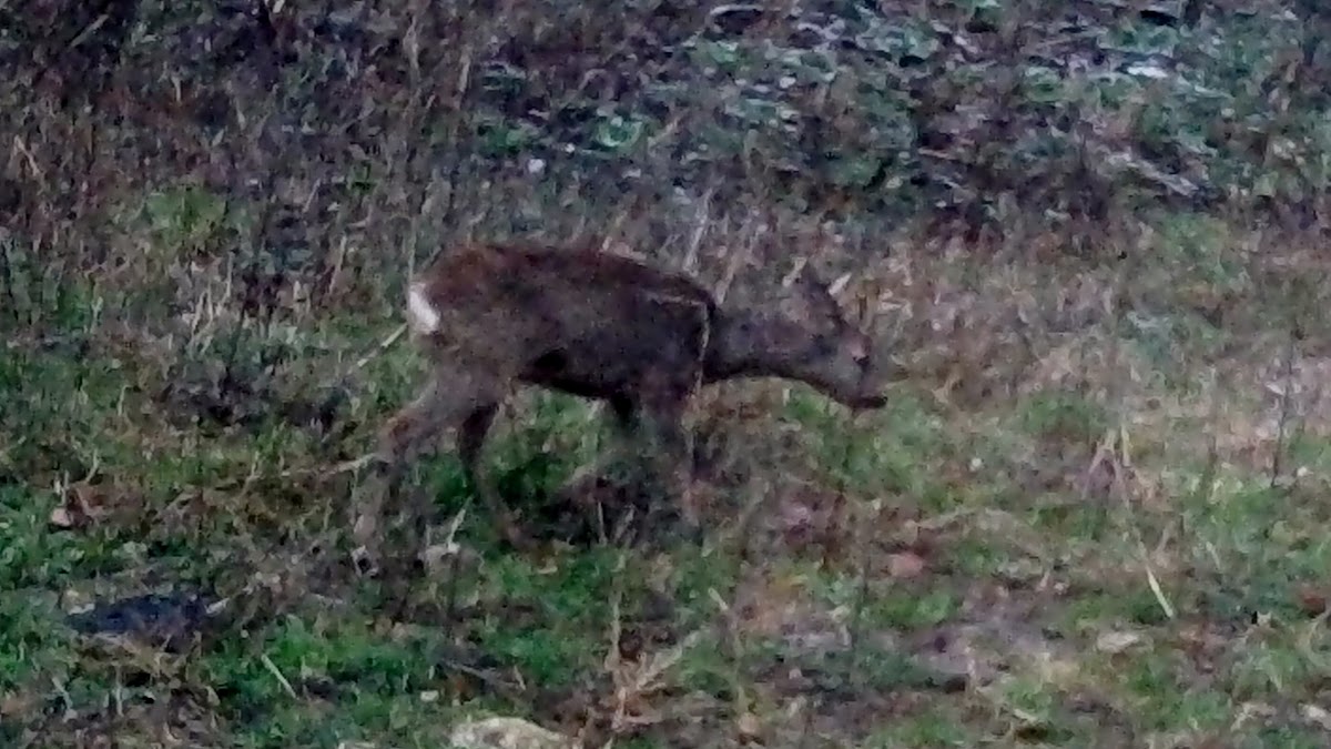 Red deer