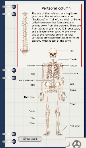 【免費教育App】D. Bones - Learn the Skeleton-APP點子