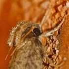 Tubeworm moth