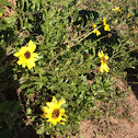 Bush sunflower