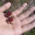Indian Raspberry