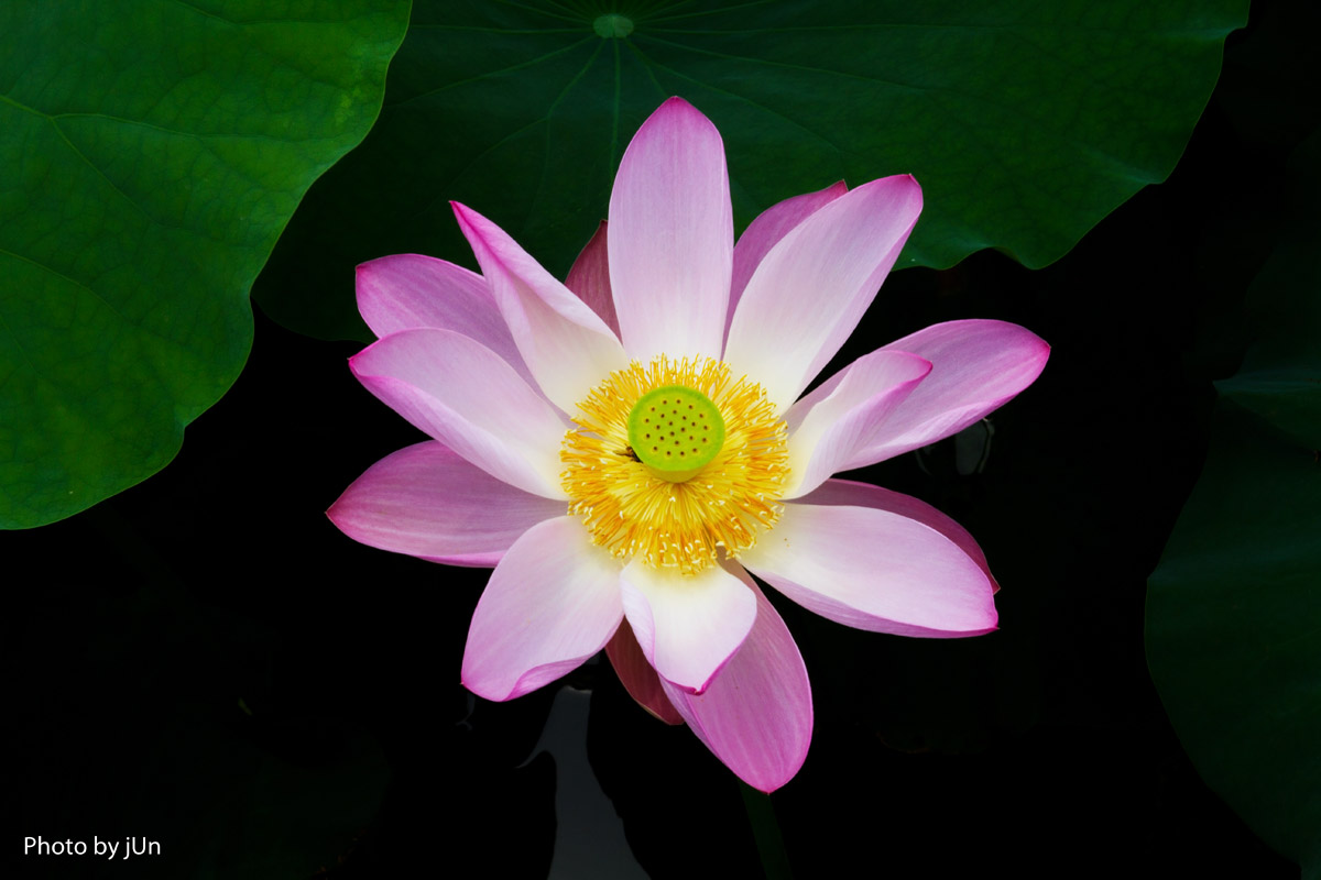 Lotus