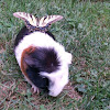 Buster the Guinea Pig