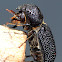 Lesser Auger Beetle