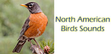 North American Birds Free APK