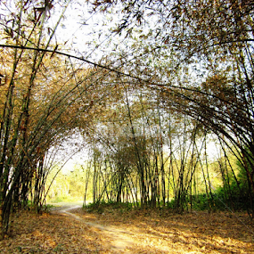 Bambooing around by Bihong Kollogov - Nature Up Close Leaves & Grasses