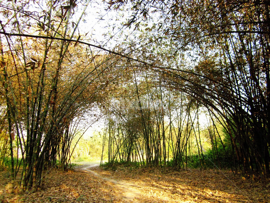 Bambooing around by Bihong Kollogov - Nature Up Close Leaves & Grasses