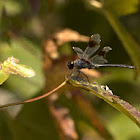 Four-spotted Pennant