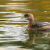 Pied-billed Grebe