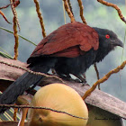 Greater Coucal(common coucal)