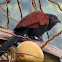 Greater Coucal(common coucal)