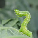 Cabbage looper moth (larva)