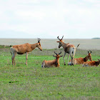 Hartebeest - Coke's Hartebeest - Swahili: Kongoni