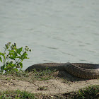 Darash Snake (দাঁড়াশ সাপ)
