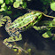 Perez's frog, rana común