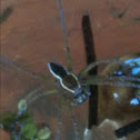 Fishing spider