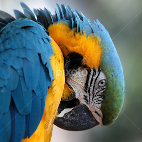 by Patrick Simon - Animals Birds