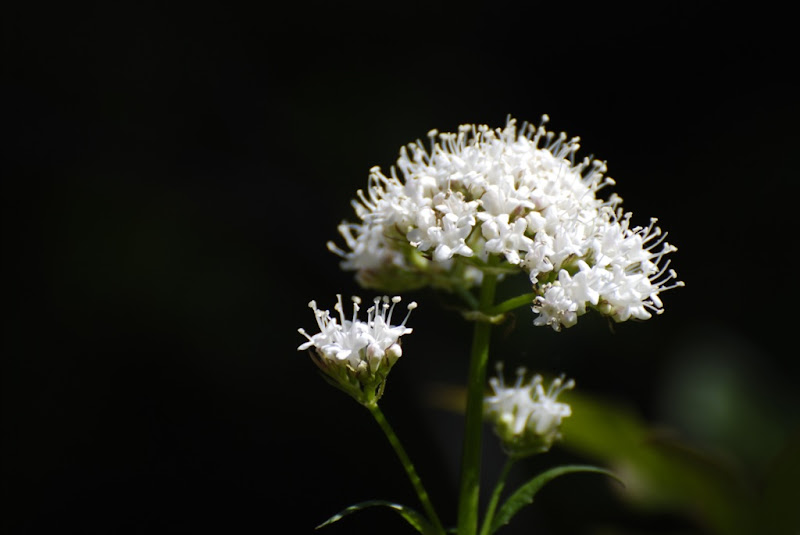 _DSC0121 copy.JPG