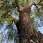 Bottlebrush tree