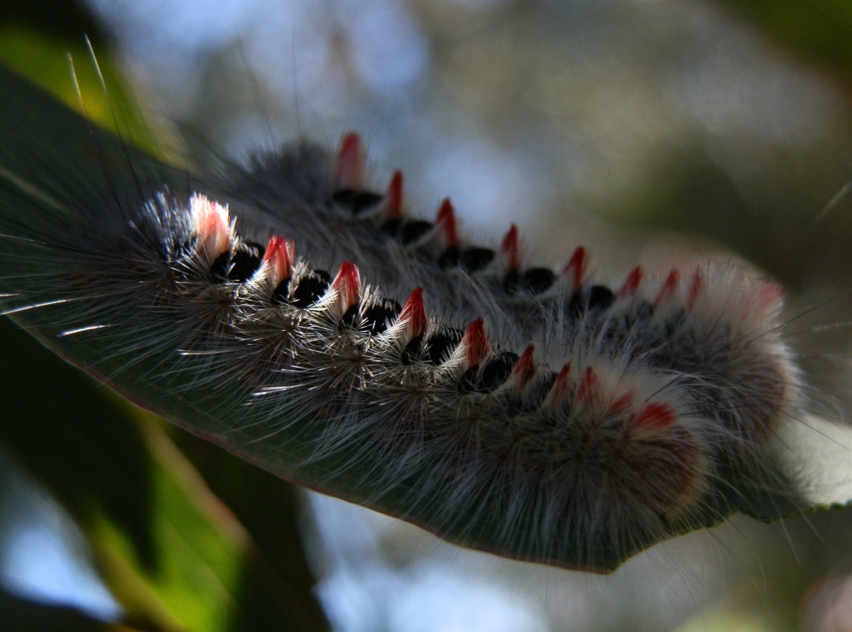 Sparshall's Moth Caterpillar