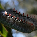 Sparshall's Moth Caterpillar