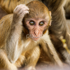 by Sanjay Nagaonkar - Animals Other Mammals