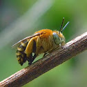 blue-banded bee