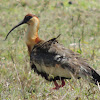 Curicaca/Buff-Necked Ibis